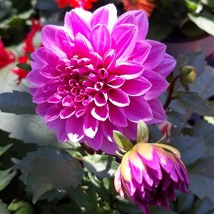 Meet your Posher, Laura